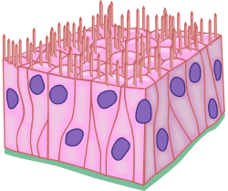 Animal tissues. Epithelium. Pseudoestratified. Atlas of Plant and ...