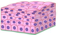 Stratified squamous epithelium