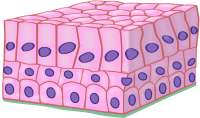 Stratified columnar