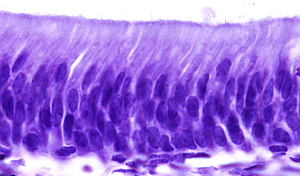 Animal tissues. Epithelium. Pseudoestratified. Atlas of Plant and ...