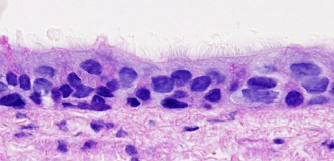 tejidos animales epitelial pseudoestratificado atlas de histología