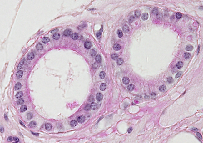 cuboidal epithelial tissue