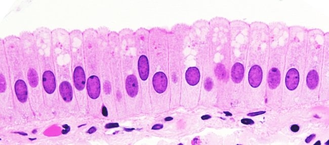 Animal Tissues Epithelium Simple Columnar Atlas Of Plant And Animal Histology