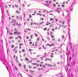 Sweat gland