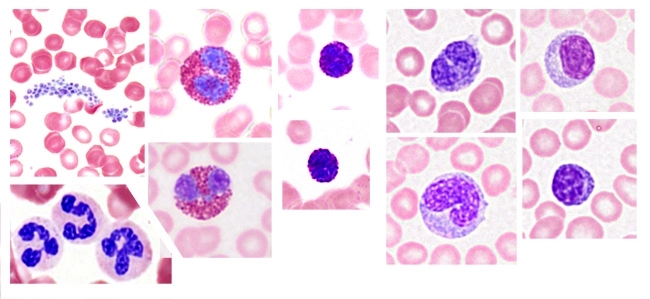 leukocytes histology