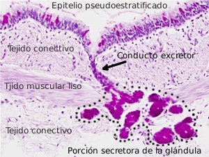 Glándula exocrina