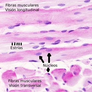 músculo esquelético