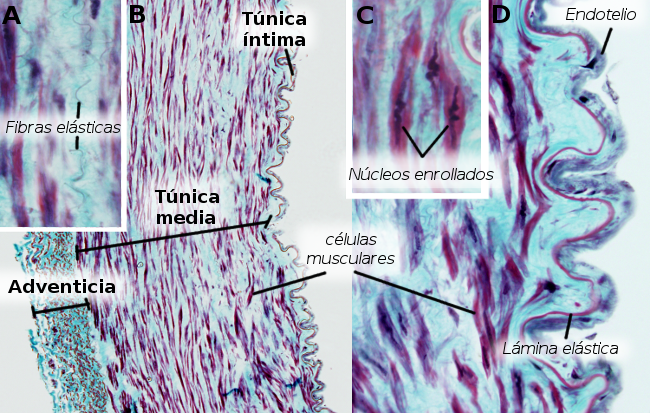 Cuestionario De Los Organos Animales Cardiovascular Atlas De Histologia Vegetal Y Animal